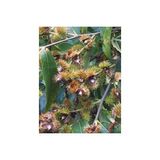 Msa Herboplanet Msa Castanea Vesca Yemas 50ml
