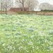 Susan Entwistle Art Snowdrops Hodsock Priory wenskaarten, 15 cm x 15 cm, Papier Multi kleuren, 15 x 15 x 1 cm