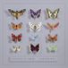 Lepidoptera