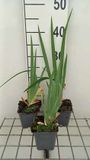 GRDplanten Groendecor Tuinarchitectuur 6x Baardiris - Iris (germ.) 'Glacier' | 9x9 cm pot