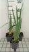 Groendecor Tuinarchitectuur 6x Iris baard - Iris (germ.) 'Glacier' | pot van 9x9 cm