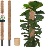 KOTARBAU® 2 st Kokosstok, Plantenstok, ⌀ 3,2 x 80 cm, Kokosstaaf, Klimhulp Monstera, Bruin, Kokosvezel, Klimhulp, Plantenstaaf, Kokosstok voor Monstera, Kokosstaaf voor Klimplanten