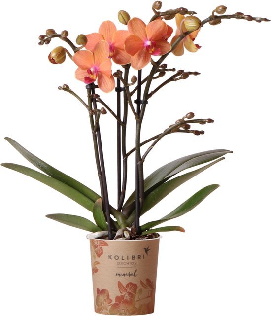 Kolibri Orchids | Oranje Phalaenopsis orchidee - Mineral Bolzano - potmaat &#216;9cm | bloeiende kamerplant - vers van de kweker