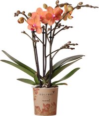 Kolibri Orchids | Oranje Phalaenopsis orchidee - Mineral Bolzano - potmaat Ø9cm | bloeiende kamerplant - vers van de kweker