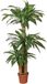 Intergard Kunstplant Dracaena 145cm
