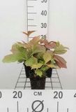 GRDplanten Groendecor Tuinarchitectuur 6x Kijkblad - Rodgersia pod. 'Braunlaub' | 9x9 cm pot