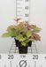GRDplanten Groendecor Tuinarchitectuur 6x Kijkblad - Rodgersia pod. 'Braunlaub' | 9x9 cm pot