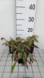 Groendecor Tuinarchitectuur 6x Œil de bœuf - Buphthalmum salicifolium | pot de 9x9 cm