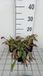 Groendecor Tuinarchitectuur 6x Œil de bœuf - Buphthalmum salicifolium | pot de 9x9 cm