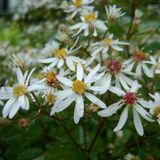 Arborix Aster 6 x Aster Cordifolius 'Silver Spray' - Zomeraster pot 9x9 cm - Langbloeiende vaste plant