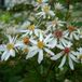 Arborix Aster 6 x Aster Cordifolius 'Silver Spray' - Zomeraster pot 9x9 cm - Langbloeiende vaste plant