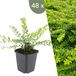 Plants by Frank | 48 Struikkamperfoelie planten | Lonicera nitida 'Maigrün' | Winterharde bodembedekker planten | tuinplanten | Winterharde vaste planten meerjarig | Winterharde tuinplanten