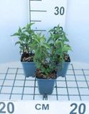 GRDplanten Groendecor Tuinarchitectuur 6x Bergamotplant - Monarda hybr. 'Scorpion' | 9x9 cm pot