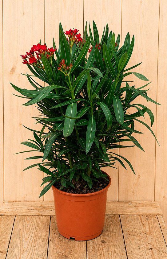 Warentuin Natuurlijk Nerium oleander rood 70 cm