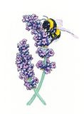 Heritage Crafts Peter Hachette kruissteekset – Lavendel Bee (Evenweave)