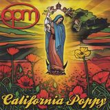 Suburban California Poppy