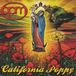 Suburban California Poppy