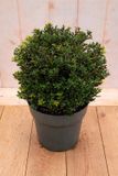 Warentuin natuurlijk - Japanse hulst Ilex crenata Twiggy 50 cm