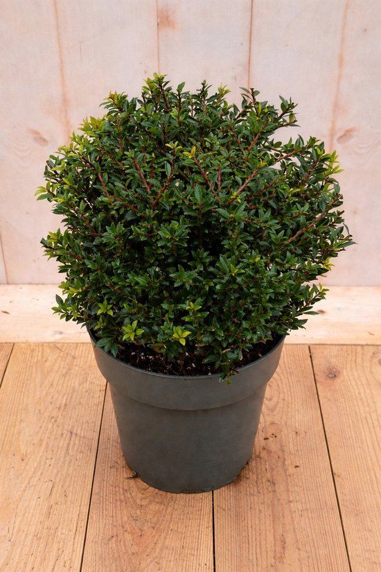 Warentuin natuurlijk - Japanse hulst Ilex crenata Twiggy 50 cm