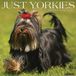 Willow Creek Press Yorkies 2027 12 X 12 Wall Calendar