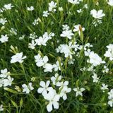 Arborix Dianthus Deltoides 'Albiflorus' - Steenanjer Pot 9x9 cm - Witbloeiende Rotsplant