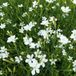 Arborix Dianthus Deltoides 'Albiflorus' - Steenanjer Pot 9x9 cm - Witbloeiende Rotsplant