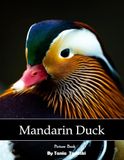 Mandarin Duck: Colorful Plumage, Ponds, Courtship, Waterfowl, Asia and More