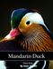 Mandarin Duck: Colorful Plumage, Ponds, Courtship, Waterfowl, Asia and More