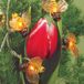 Hellum solar bijen lichtketting