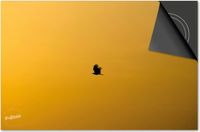 Dietrix Inductie beschermer 77x51 - Black en Gold - Vogel in gouden lucht