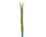 Europalms Kunstplant Gras Reed grass, lichtgroen, 127cm