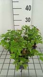 GRDplanten Groendecor Tuinarchitectuur 6x Koningsvaren 'Purpurascens' - Osmunda reg. 'Purpurascens' | 9x9 cm pot