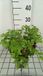 GRDplanten Groendecor Tuinarchitectuur 6x Koningsvaren 'Purpurascens' - Osmunda reg. 'Purpurascens' | 9x9 cm pot