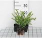 GRDplanten Groendecor Tuinarchitectuur 12x Chinese Kamperfoelie - Lonicera nit. 'Maigruen' | 9x9 cm pot