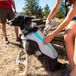 Ruffwear Swamp Cooler - Biolumin Blue - XL