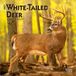 White Brown Trout White Tailed Deer 2027 7 X 14 Inch (Hanging) Monthly Mini Wall Calendar