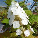 Arborix Hydrangea Quercifolia 'Snow Queen' - Eikenblad hortensia - 30-40 cm pot