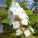 Arborix Hydrangea Quercifolia 'Snow Queen' - Eikenblad hortensia - 30-40 cm pot