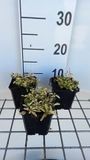 Origanum 6x Origanum vulg. 'Aureum' | pot de 9x9 cm