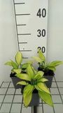 GRDplanten 6x Funkiain - Hosta hybr. 'June' | pot de 9 x 9 cm