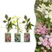 Green boutiQ - 12x Clematis montana Tricolour - Bergclematis - Wit - Roze - Licht Roze - Klimplant - Ø9cm - 35cm