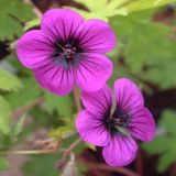 Arborix Bol 6 x Geranium 'Ann Folkard' - Ooievaarsbek pot 9x9cm