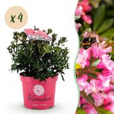 Plantenboetiek.nl Dwerg Rhododendron - Rhododendron Bloombux Magenta - Bloeiende Buxus - Weinig Onderhoud - Roze Bloem - 4 Planten - Ø17cm - 30-40cm hoog - Tuinplant