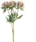 Buitengewoon Boet Kunstbloem Paeony Marlie Bundle Crème - 63 cm