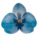 Dekora - 10 Eetbare Blauwe Orchideeën van Wafelpapier 8,5 x 7,5 cm