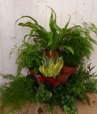 Warentuin natuurlijk Kamerplantenpakket Schaduw