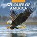 Red Robin Wildlife of America Kalender 2027 Wandkalender Dieren Engels