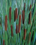 Moerings Typha minima P9