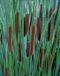 Moerings Typha minima P9