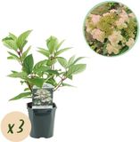 Plantenboetiek.nl | Pluim Hortensia - Hydrangea panniculata Wims Red - Bloem Wit Rood - 3 Planten